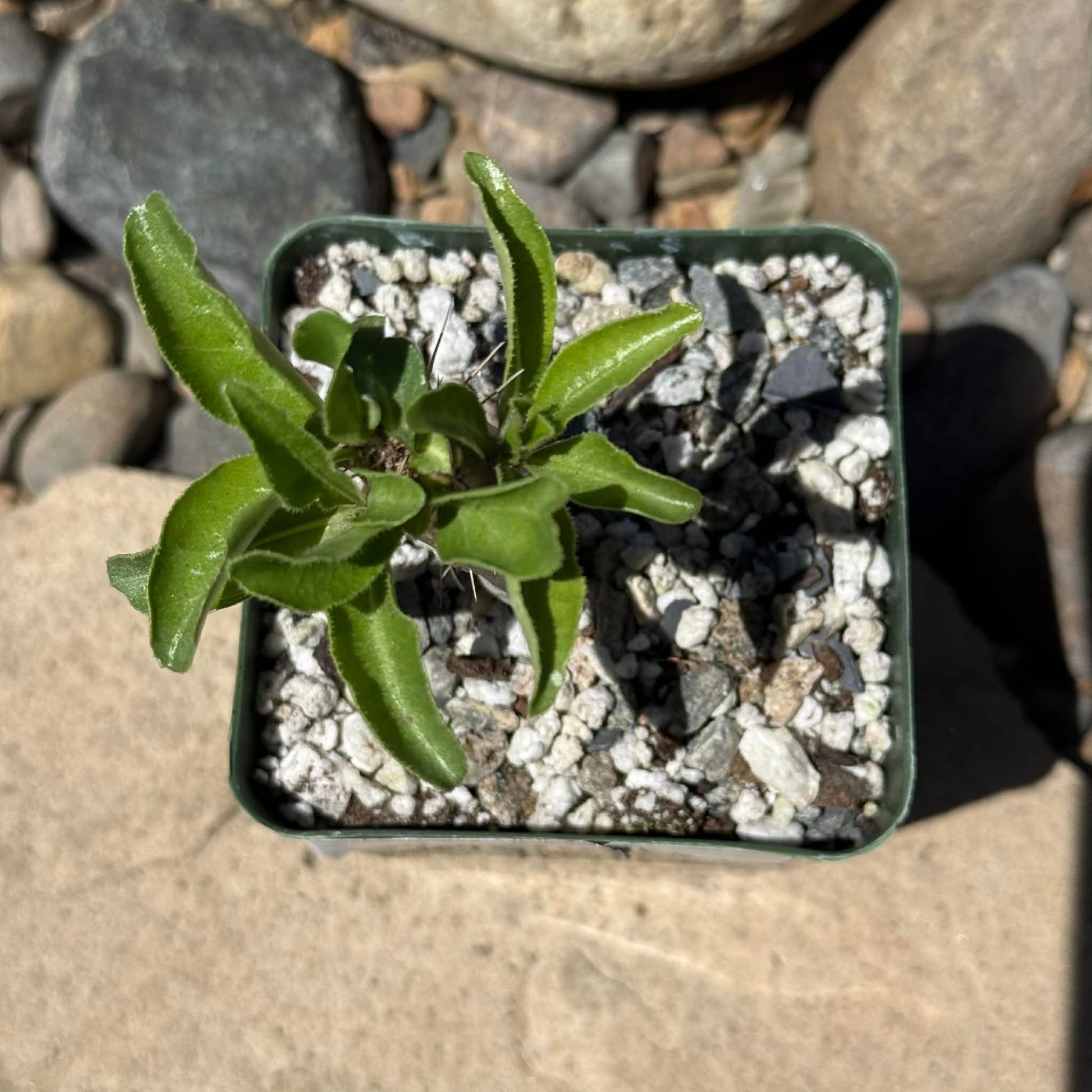 DesertScapeSucculent Succulent Pachypodium lealii v. saundersii