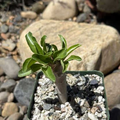 DesertScapeSucculent Succulent 4 Inch Pachypodium lealii v. saundersii
