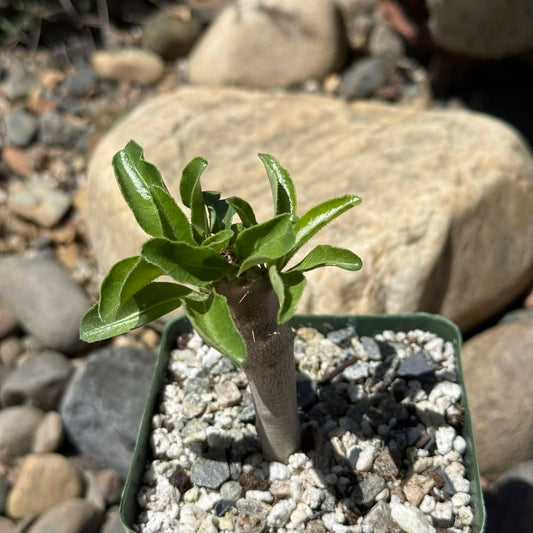 DesertScapeSucculent Succulent 4 Inch Pachypodium lealii v. saundersii