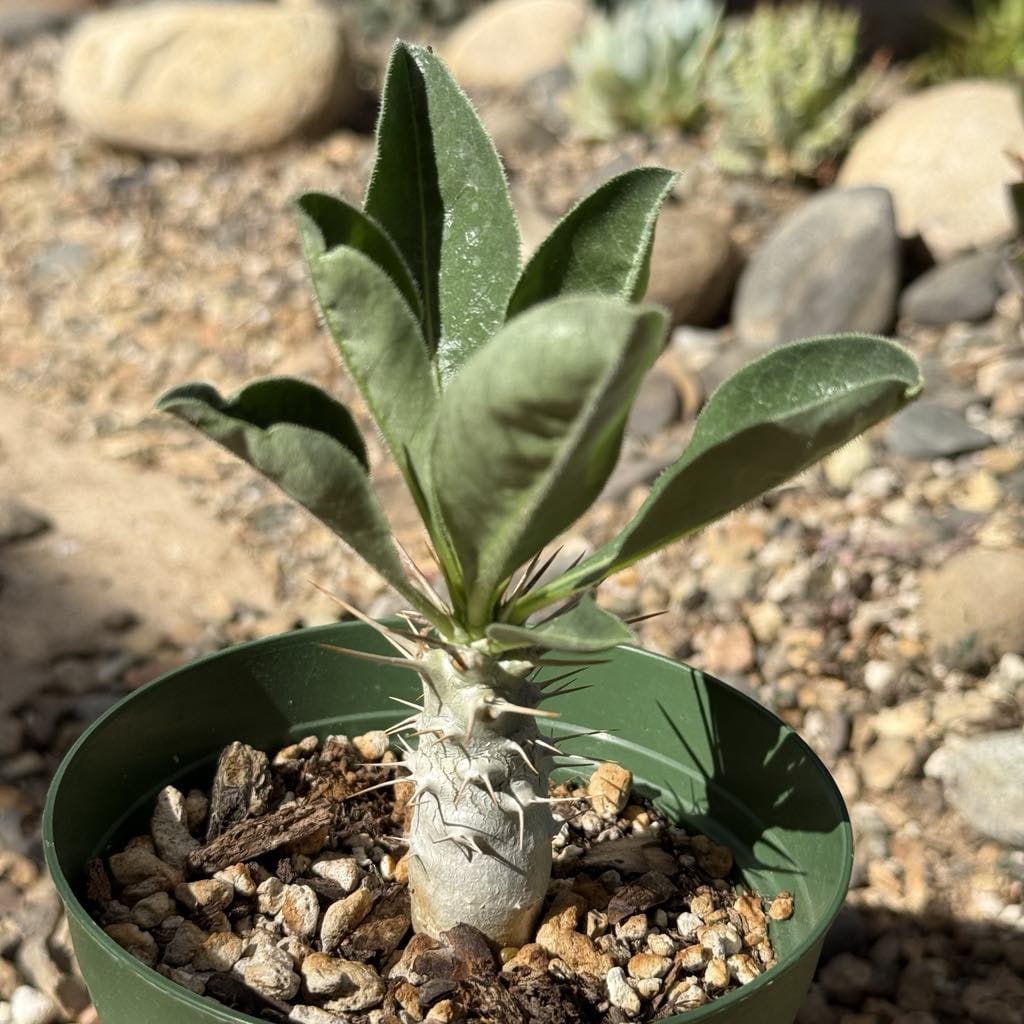 Pachypodium lealii v. saundersii - 4 Inch Assorted - Succulent - DesertScapeSucculent