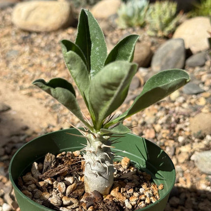 Pachypodium lealii v. saundersii - 4 Inch Assorted - Succulent - DesertScapeSucculent