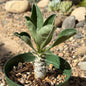 Pachypodium lealii v. saundersii - 4 Inch Assorted - Succulent - DesertScapeSucculent