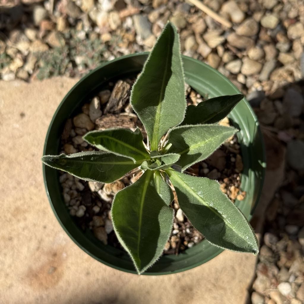 Pachypodium lealii v. saundersii - 6 Inch Assorted - Succulent - DesertScapeSucculent
