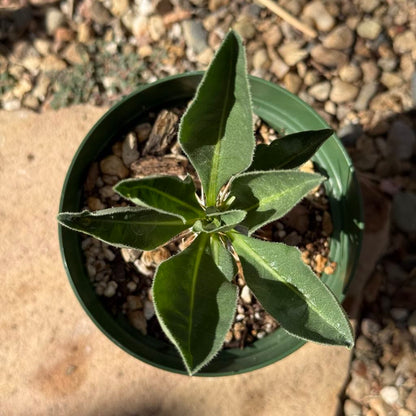 Pachypodium lealii v. saundersii - 6 Inch Assorted - Succulent - DesertScapeSucculent