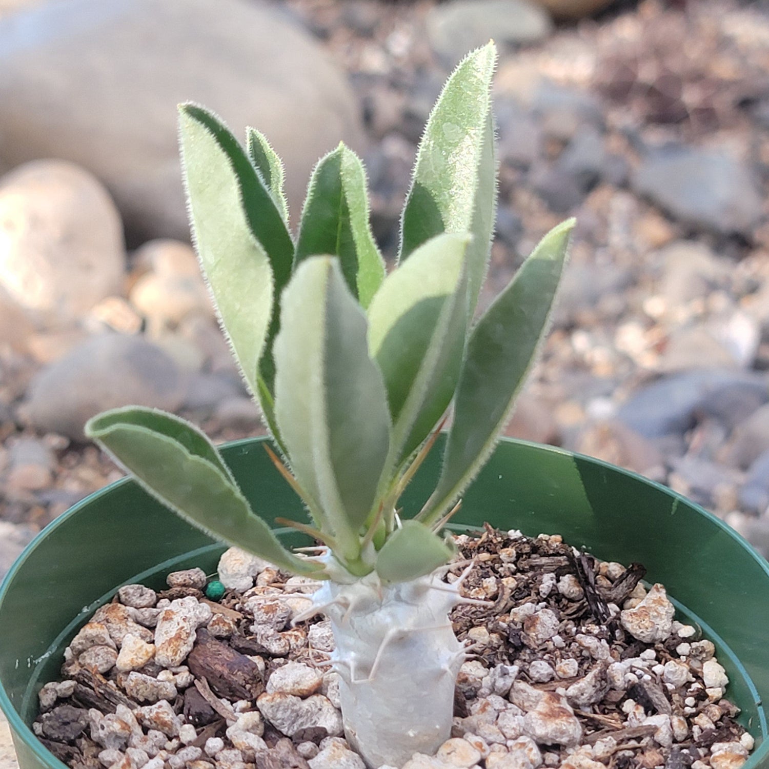 DesertScapeSucculent Succulent 3.5 Assorted Pachypodium lealii v. saundersii