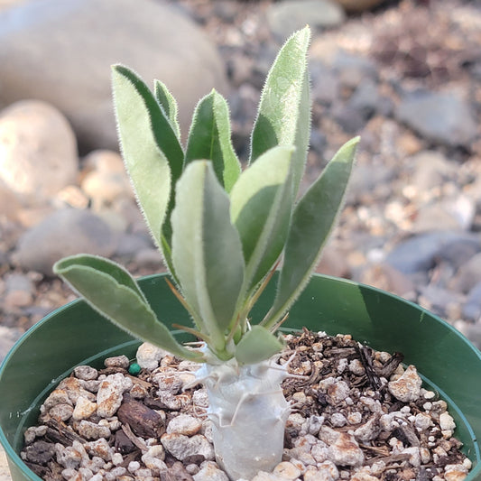 Pachypodium lealii v. saundersii