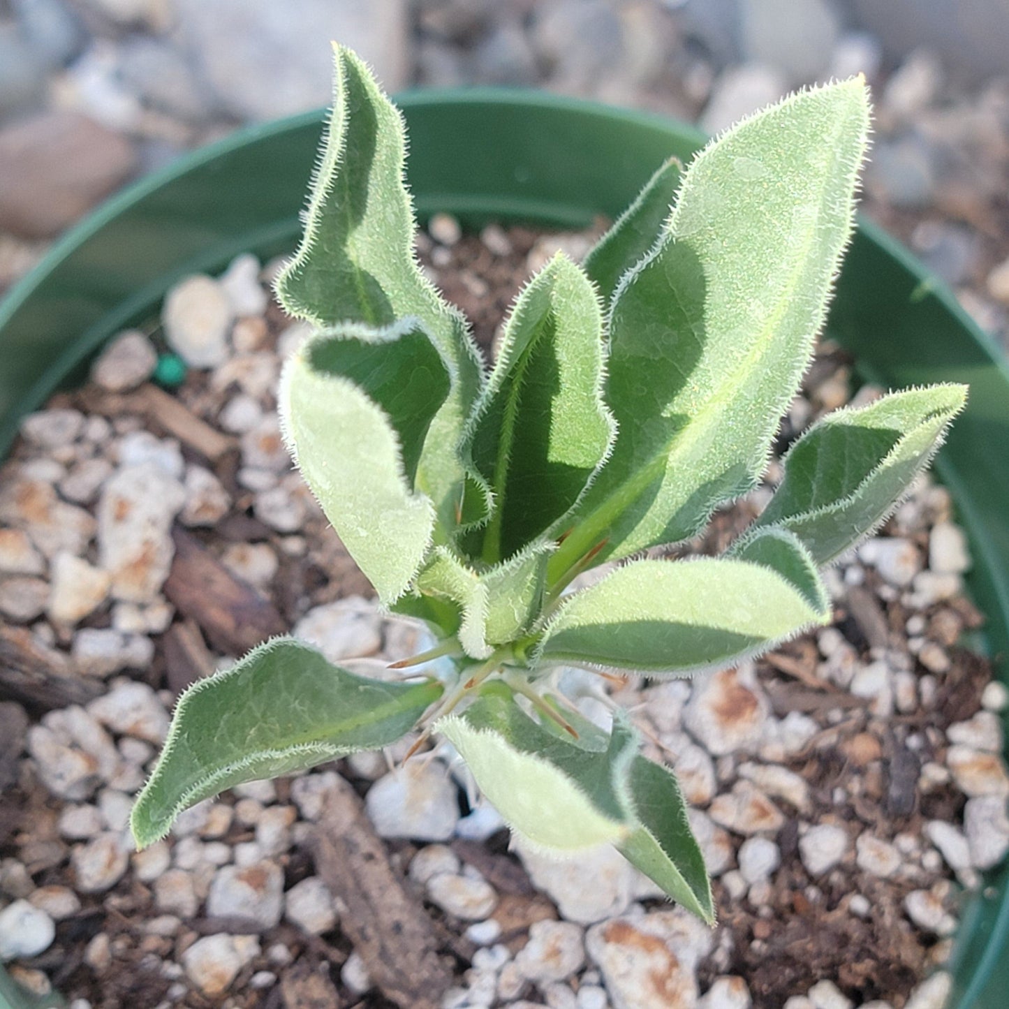 Pachypodium lealii v. saundersii