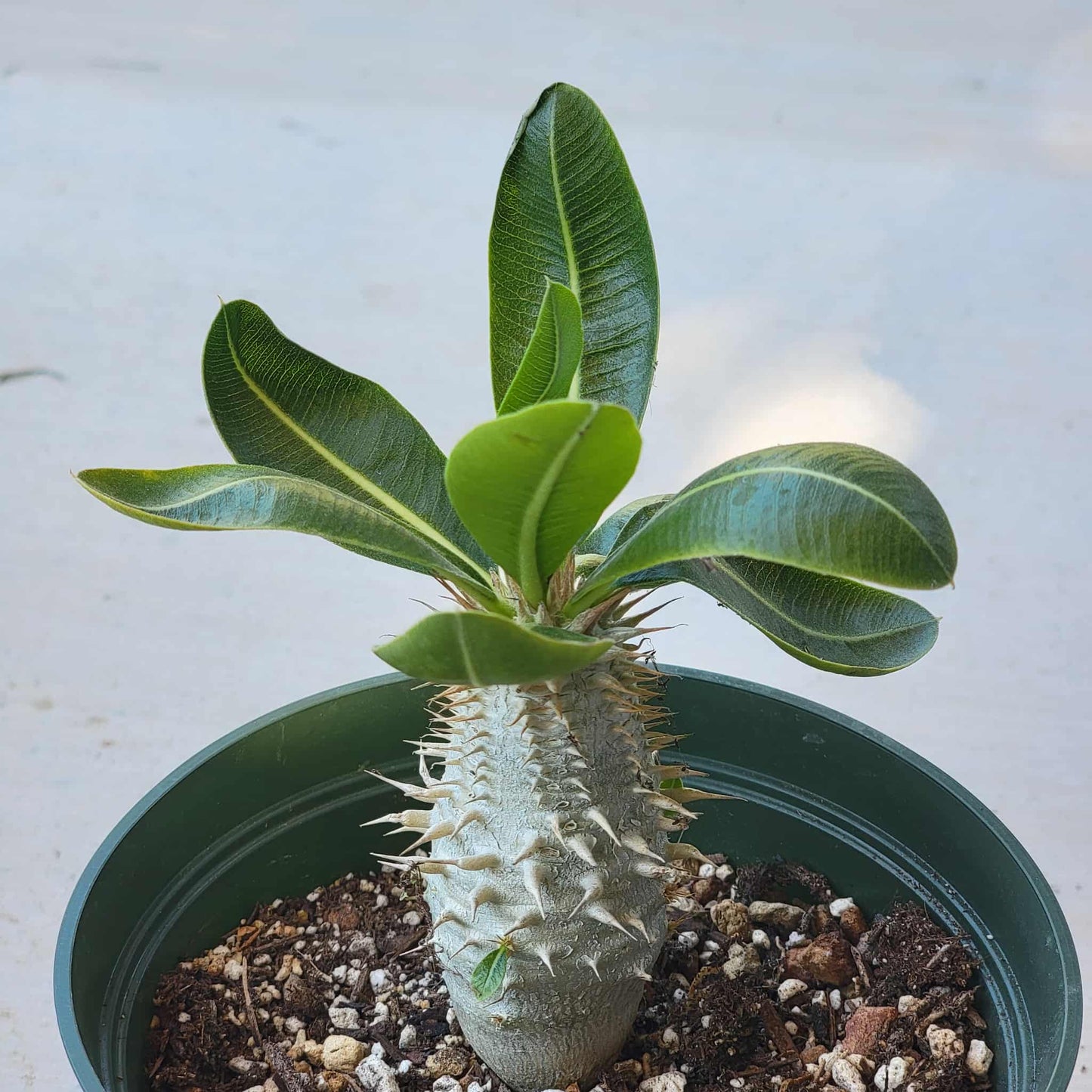 Pachypodium lealii v. saundersii - 6 Inch Assorted - Succulent - DesertScapeSucculent