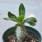 Pachypodium lealii v. saundersii - 6 Inch Assorted - Succulent - DesertScapeSucculent