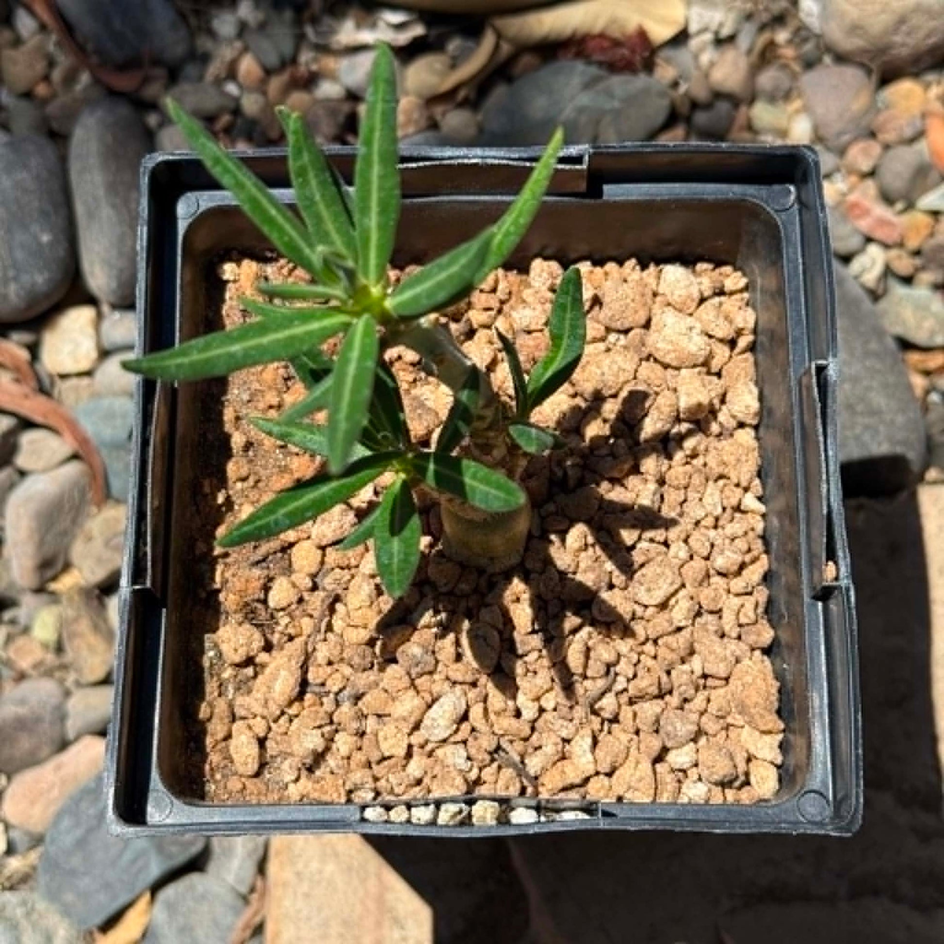 DesertScapeSucculent Succulent 6 Inch Assorted Pachypodium succulentum x bispinosum