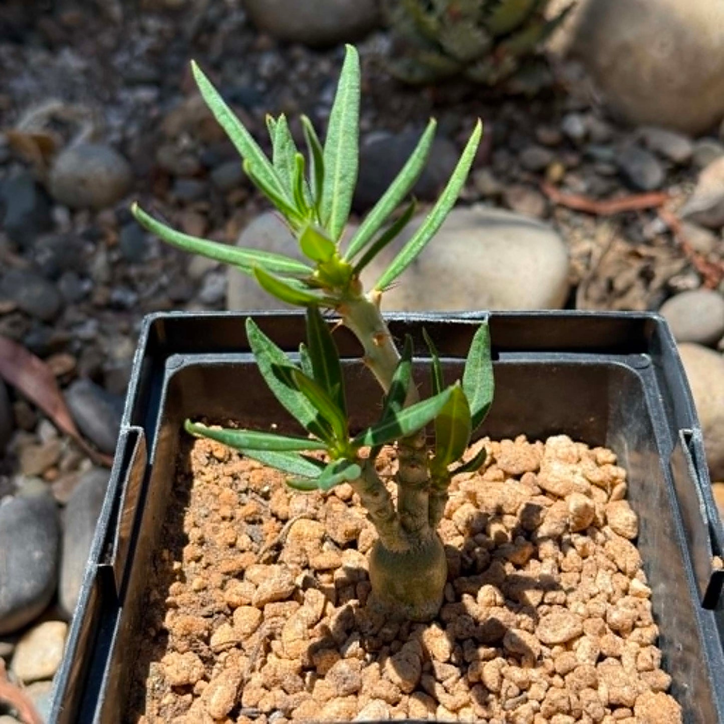 DesertScapeSucculent Succulent 6 Inch Assorted Pachypodium succulentum x bispinosum