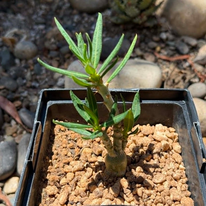 DesertScapeSucculent Succulent 6 Inch Assorted Pachypodium succulentum x bispinosum