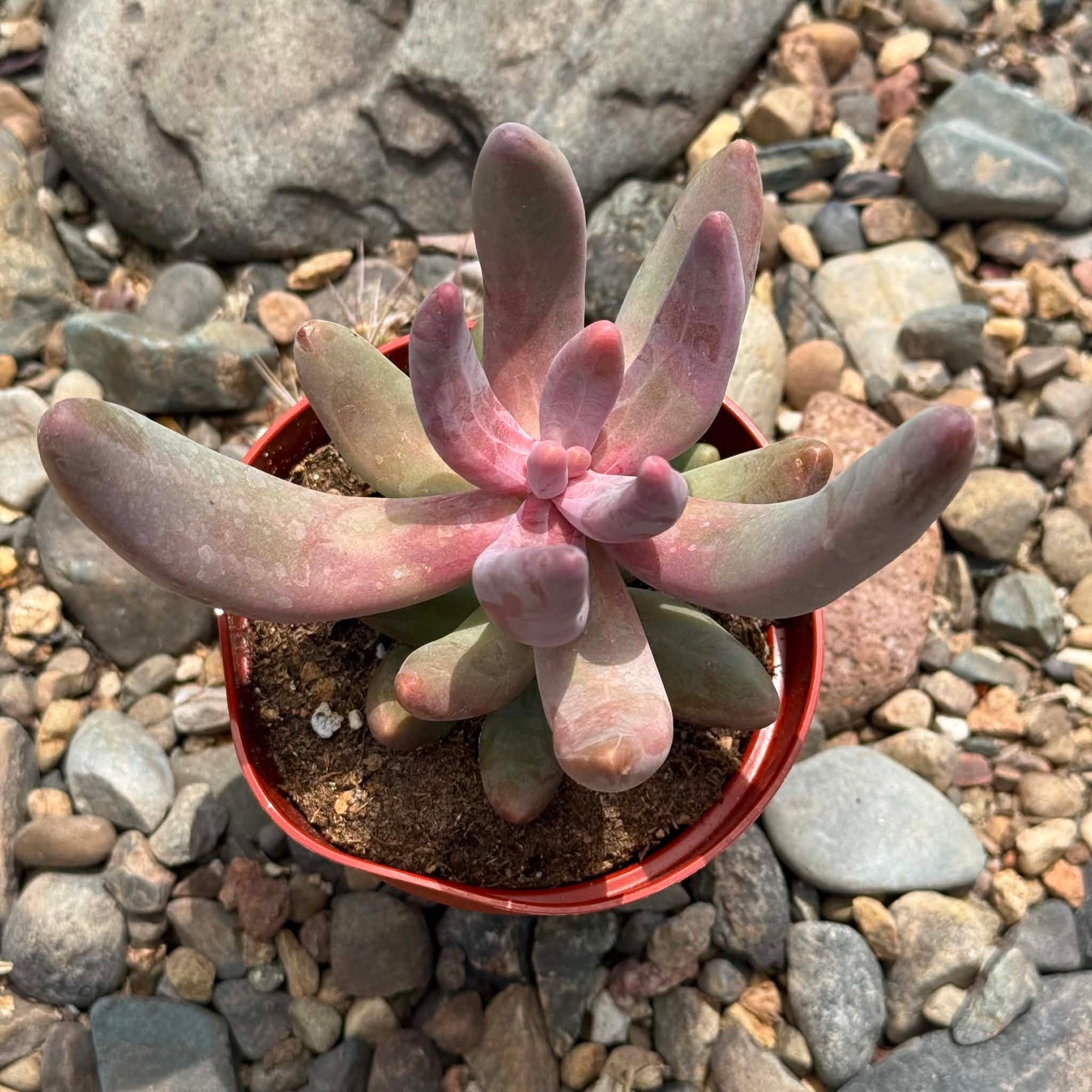 DesertScapeSucculent Succulent 4 Inch Pachysedum 'Ganzhou'