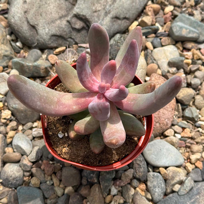 DesertScapeSucculent Succulent 4 Inch Pachysedum 'Ganzhou'