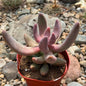 DesertScapeSucculent Succulent 4 Inch Pachysedum 'Ganzhou'