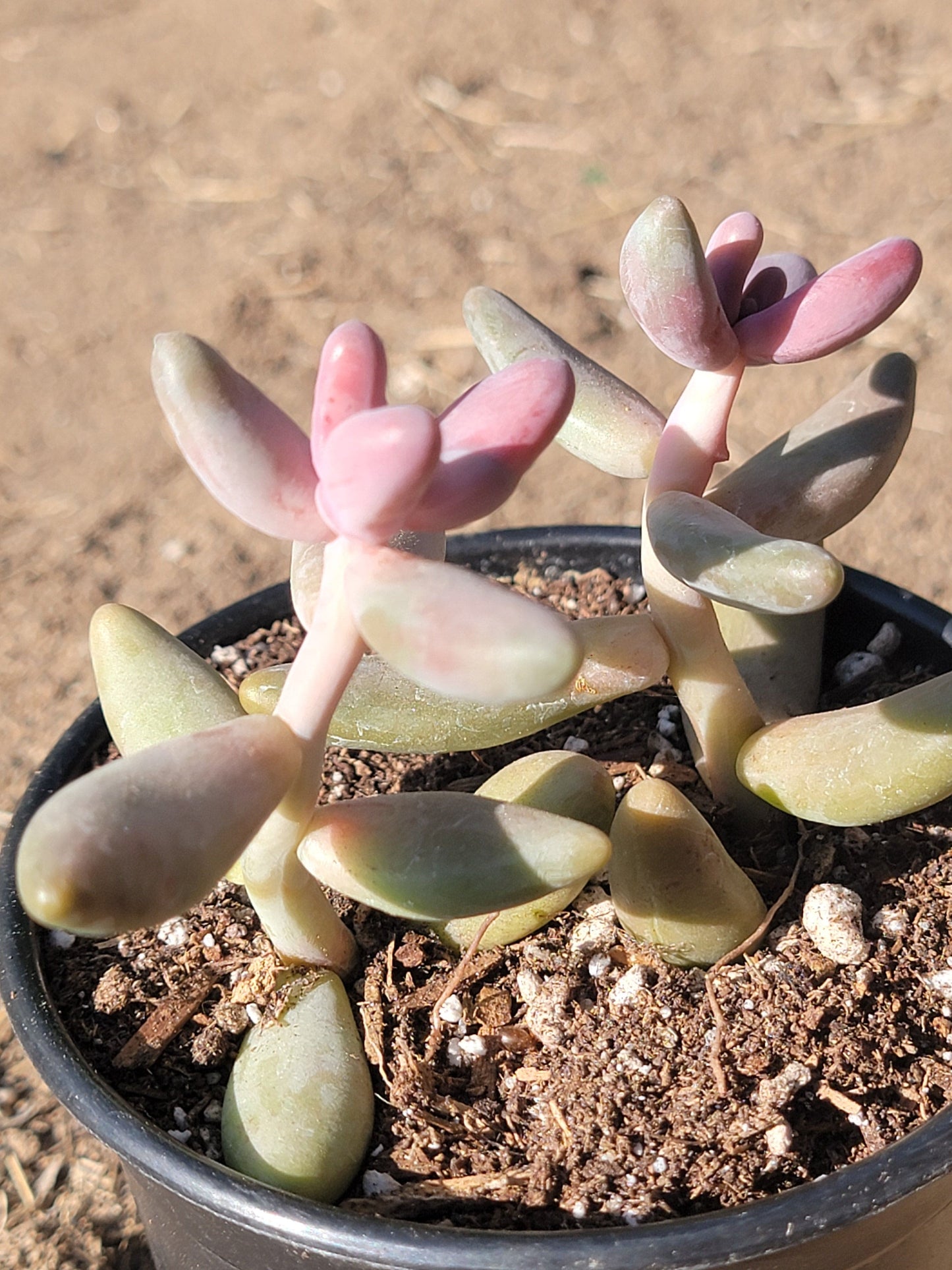 Pachysedum 'Ganzhou'