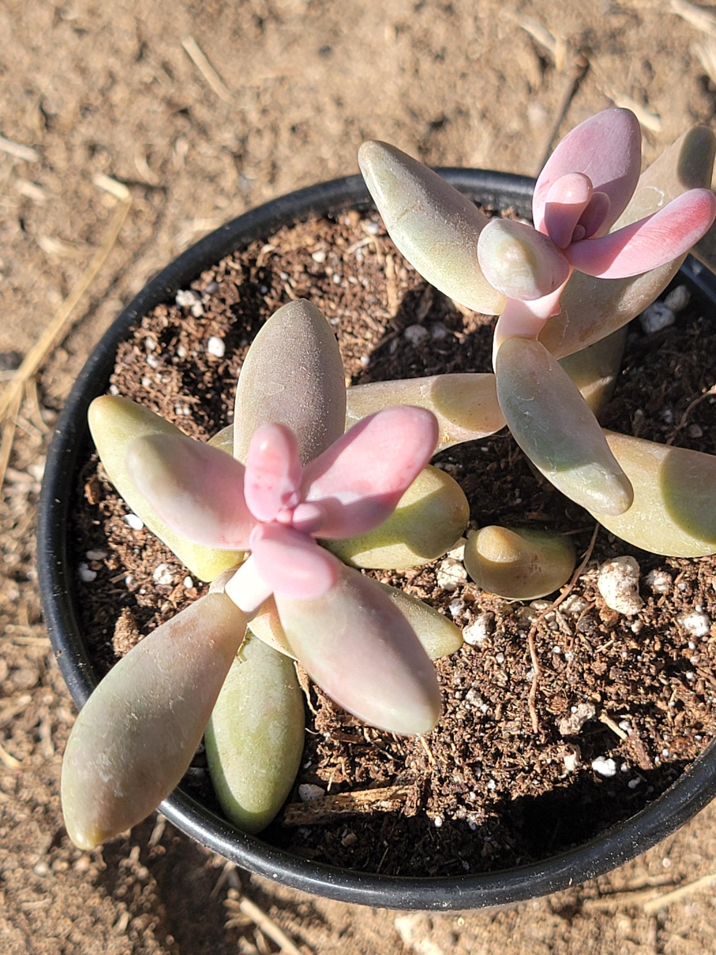 Paquisedum 'Ganzhou'