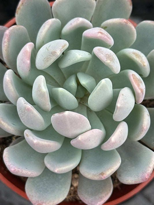 Pachyveria 'Corona enjoyada de Clavifolia'