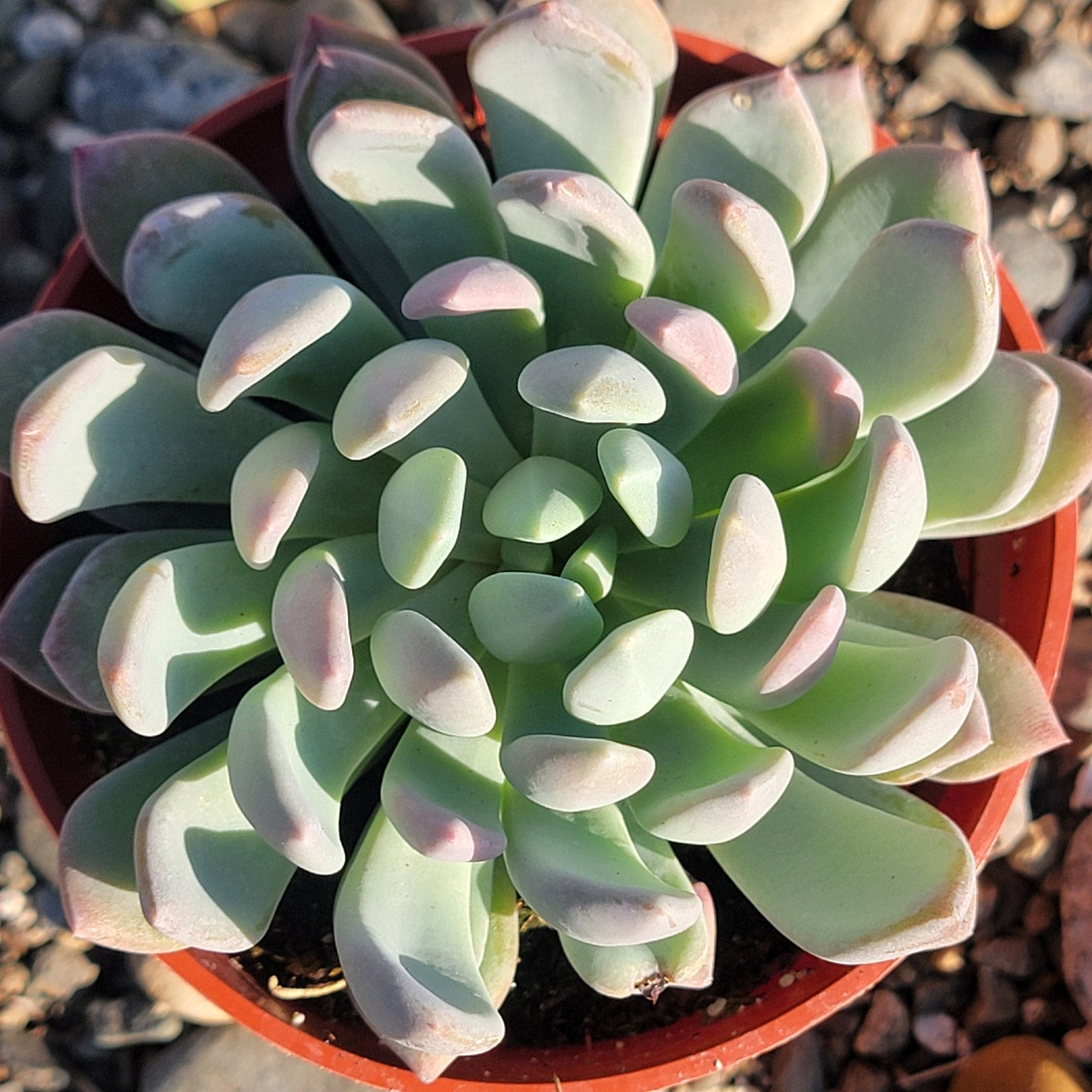 DesertScapeSucculent Succulent Pachyveria 'Clavifolia Jeweled Crown'