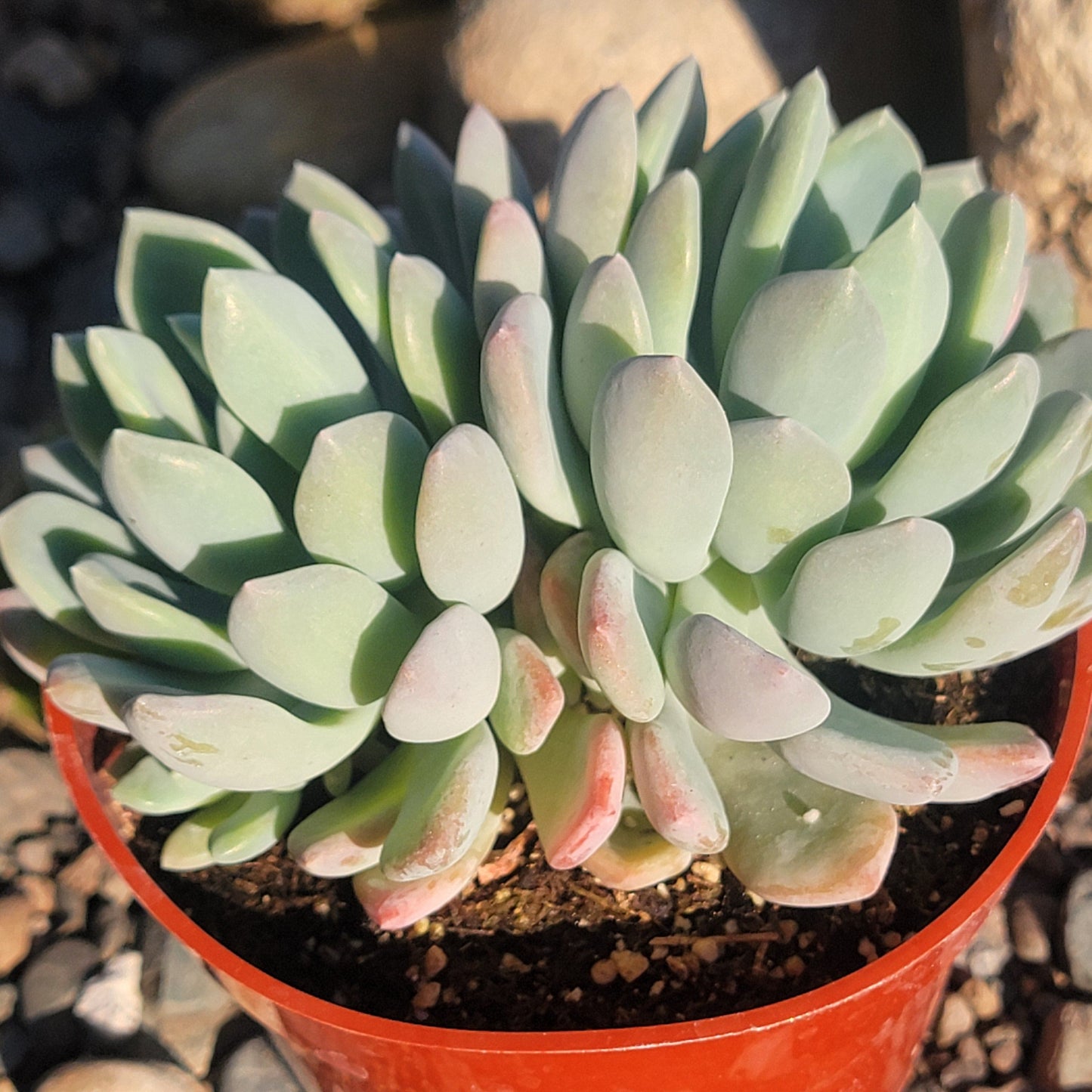 DesertScapeSucculent Succulent Pachyveria 'Clavifolia Jeweled Crown'