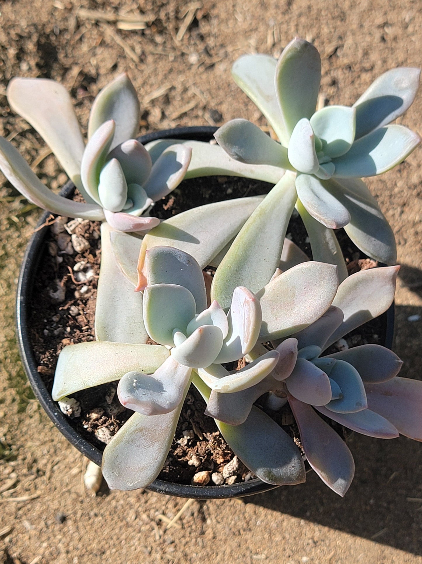 Pachyveria 'Draco'