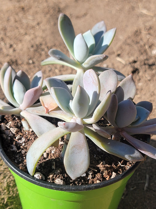 Pachyveria 'Draco'