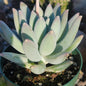 Pachyveria 'Glauca' - 4 Inch Assorted - Succulent - DesertScapeSucculent