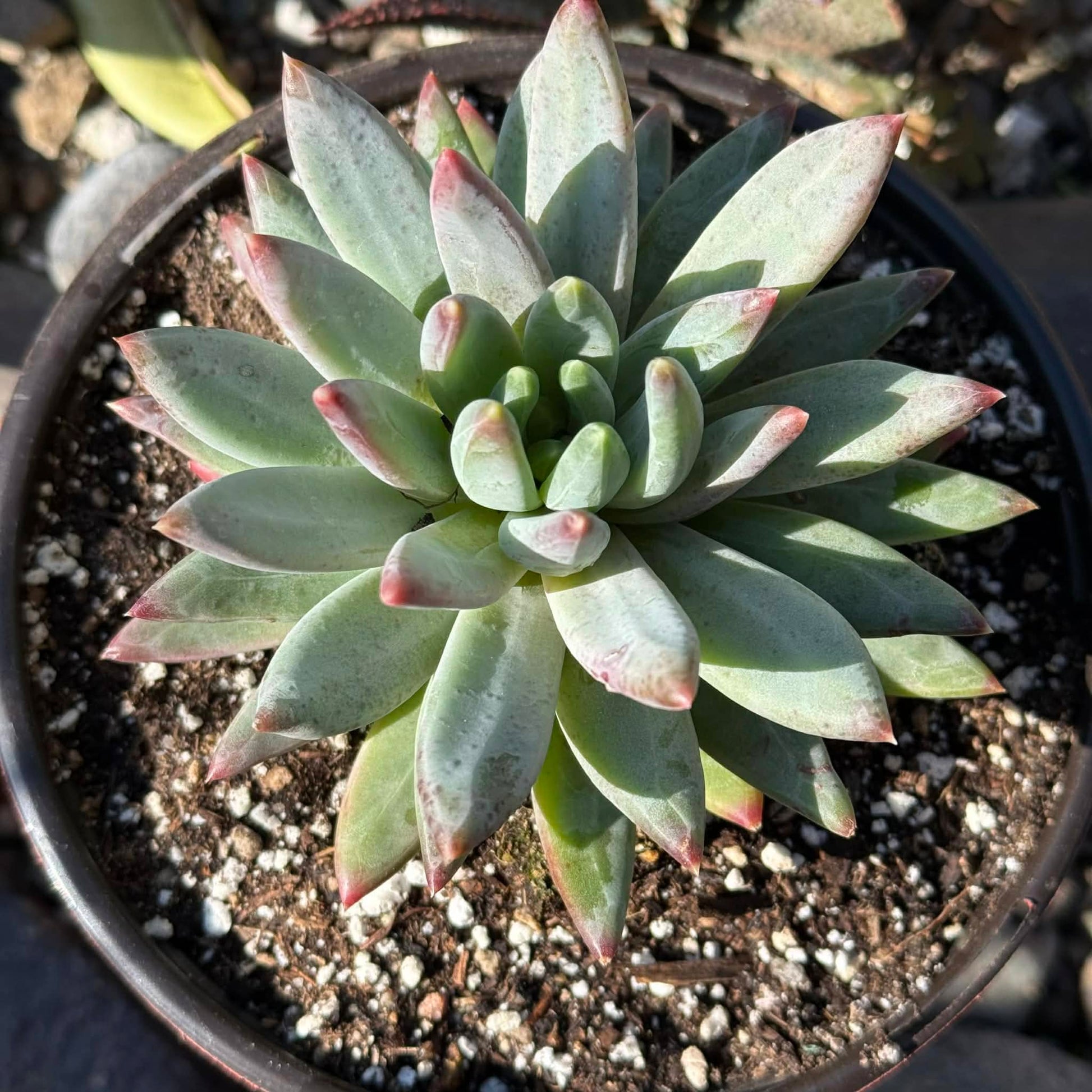 DesertScapeSucculent Succulent Pachyveria Glauca 'Little Jewel'