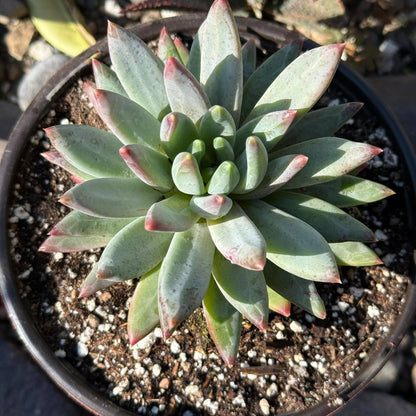 DesertScapeSucculent Succulent Pachyveria Glauca 'Little Jewel'