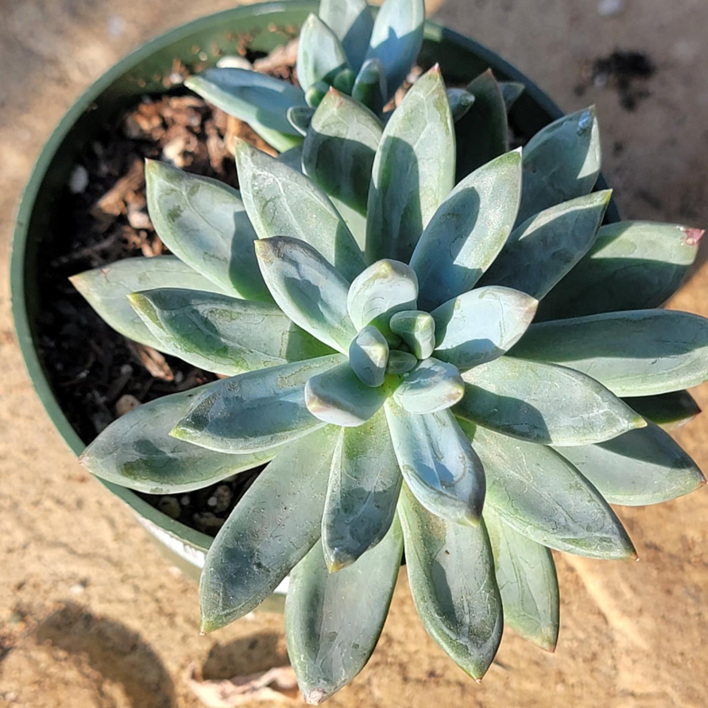 succulent little jewel Pachyveria Glauca 'Little Jewel' – DesertScapeSucculent