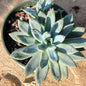 Pachyveria Glauca 'Little Jewel' - 4 Inch Assorted - Succulent - DesertScapeSucculent