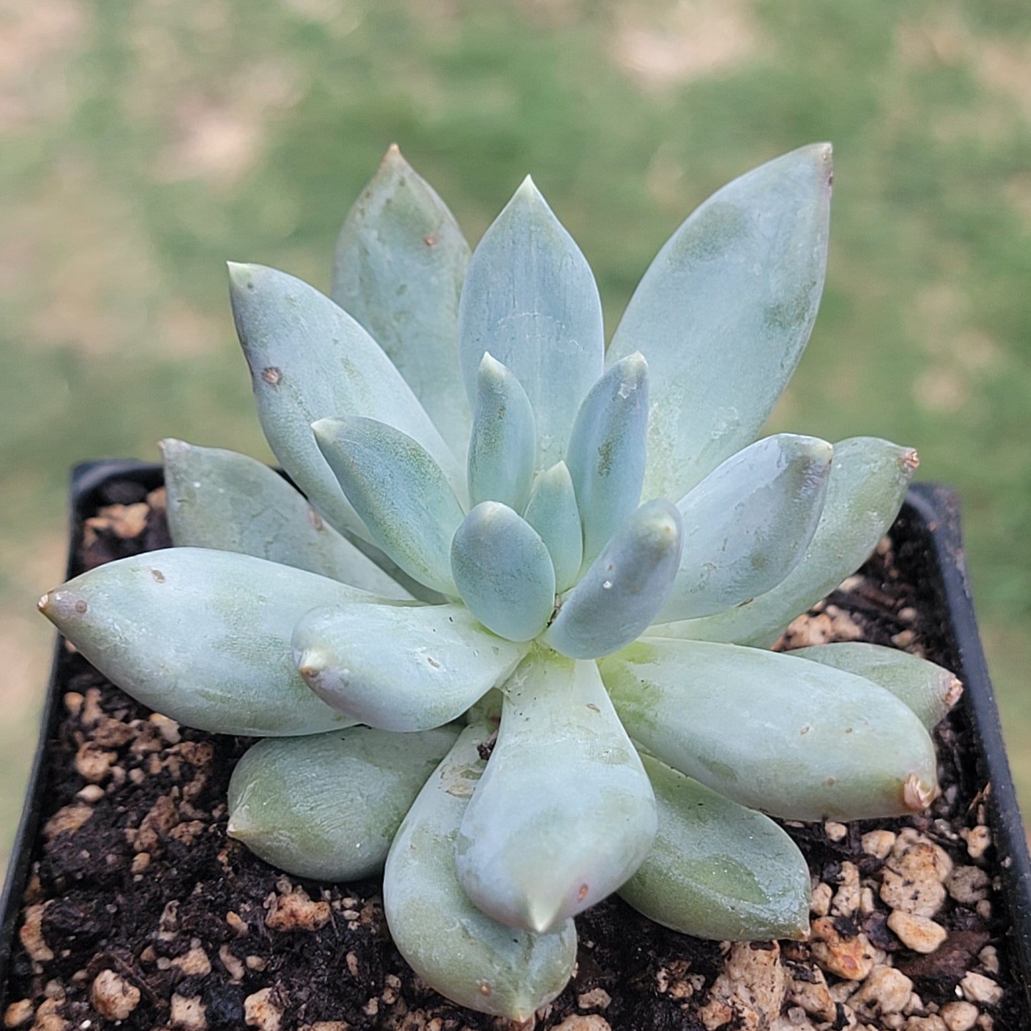 Pachyveria Glauca 'Little Jewel'