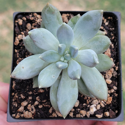 Pachyveria Glauca 'Pequeña joya'