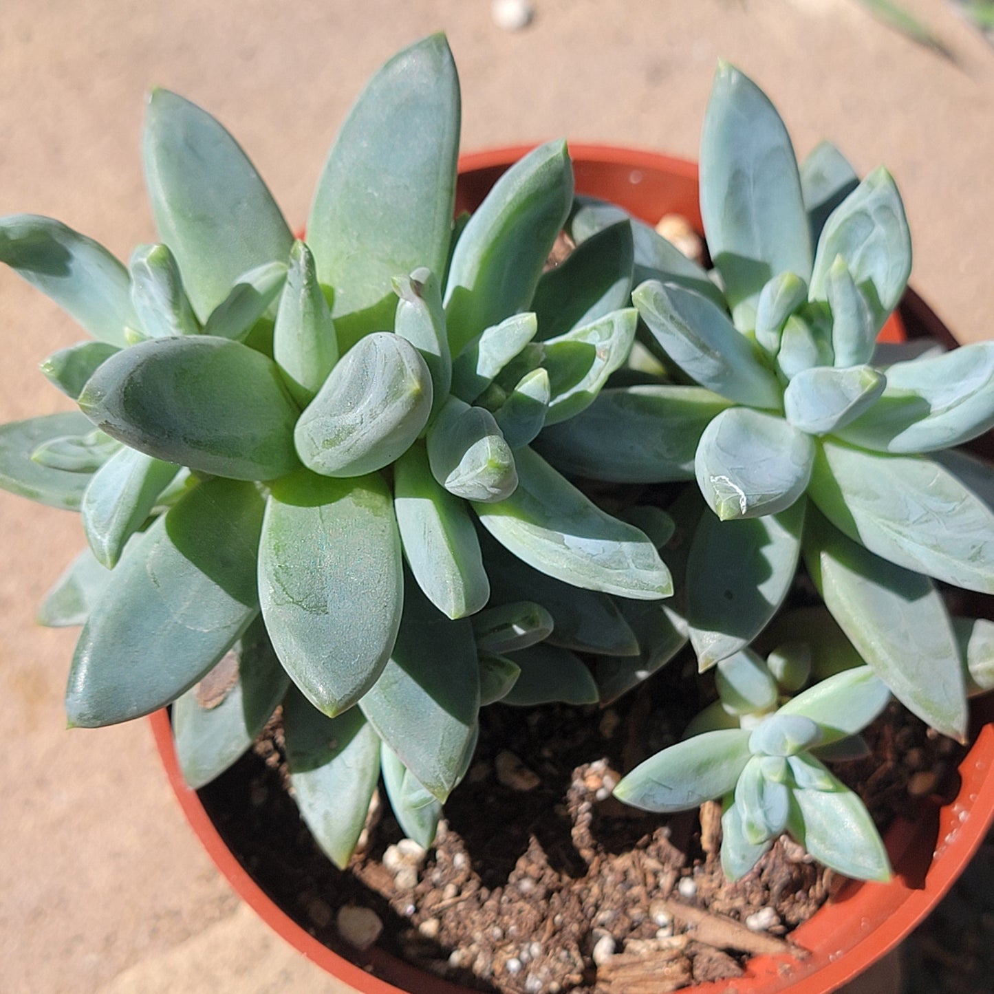 Pachyveria Glauca 'Pequeña joya'