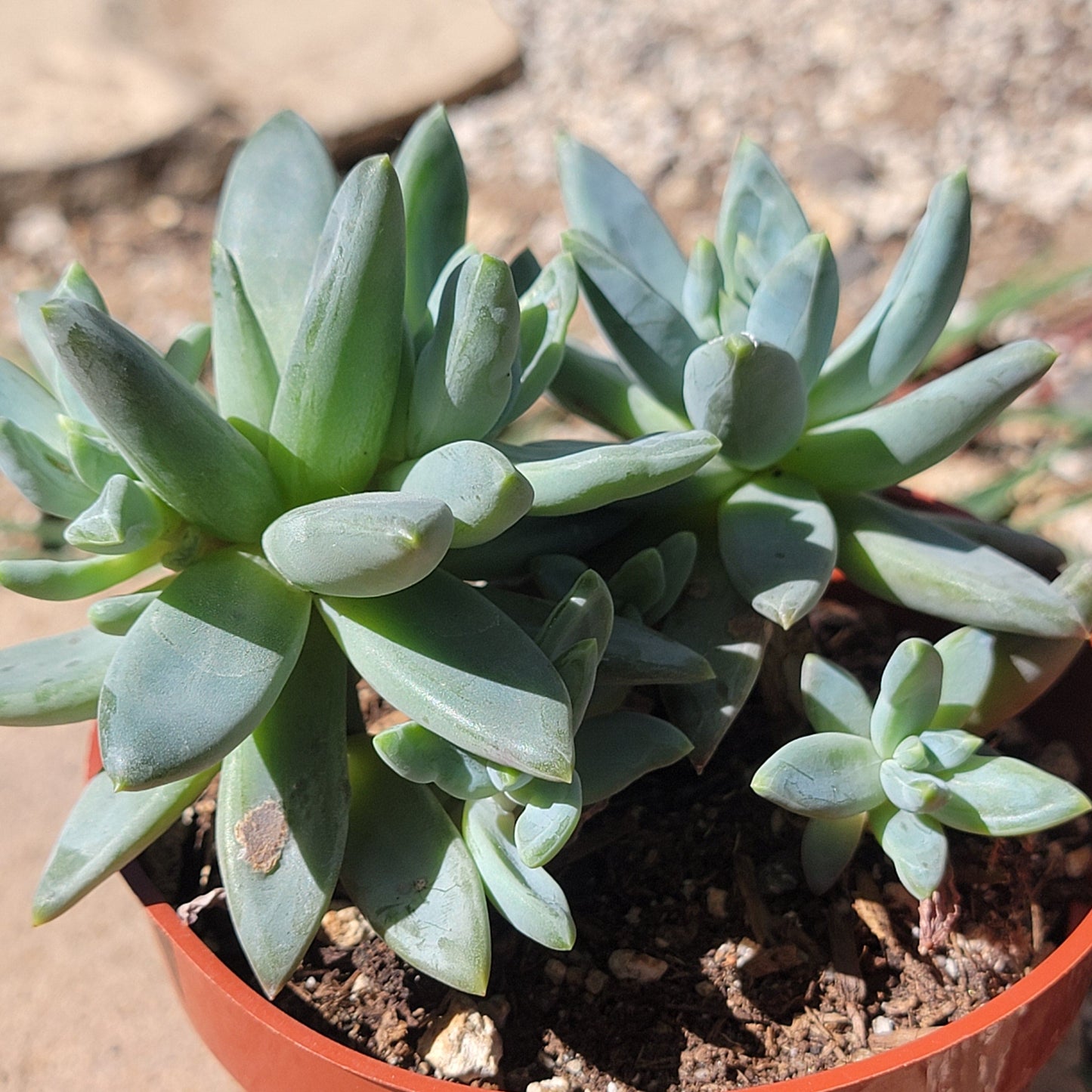 Pachyveria Glauca 'Petit Joyau'