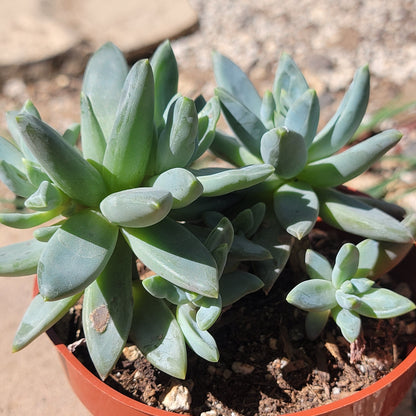 Pachyveria Glauca 'Pequeña joya'