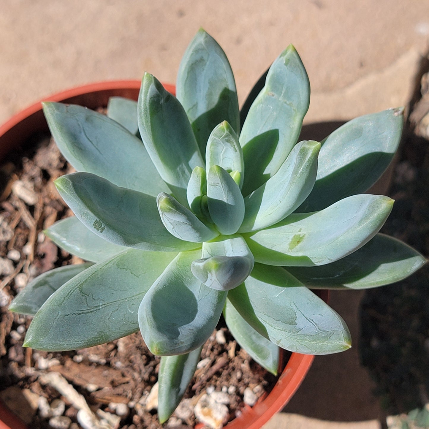 Pachyveria Glauca 'Little Jewel'