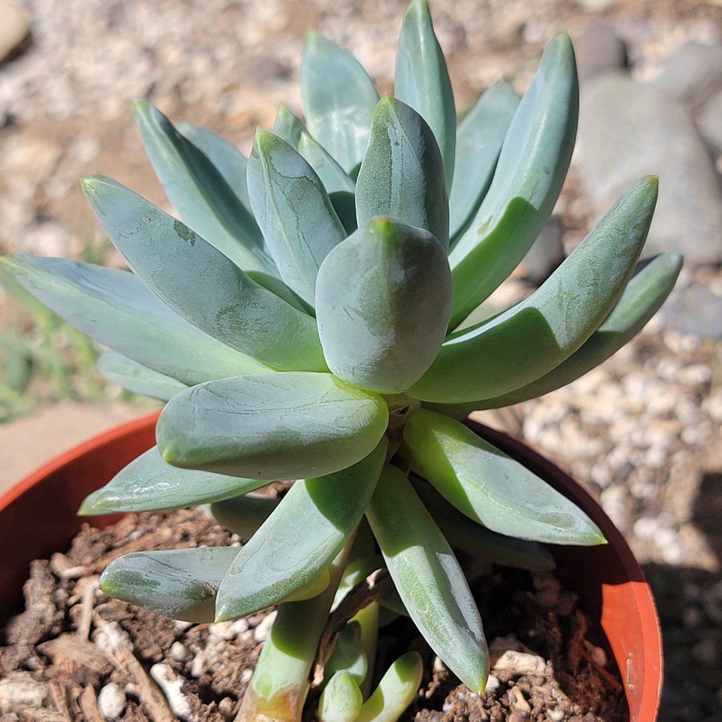 Pachyveria Glauca 'Pequeña joya'