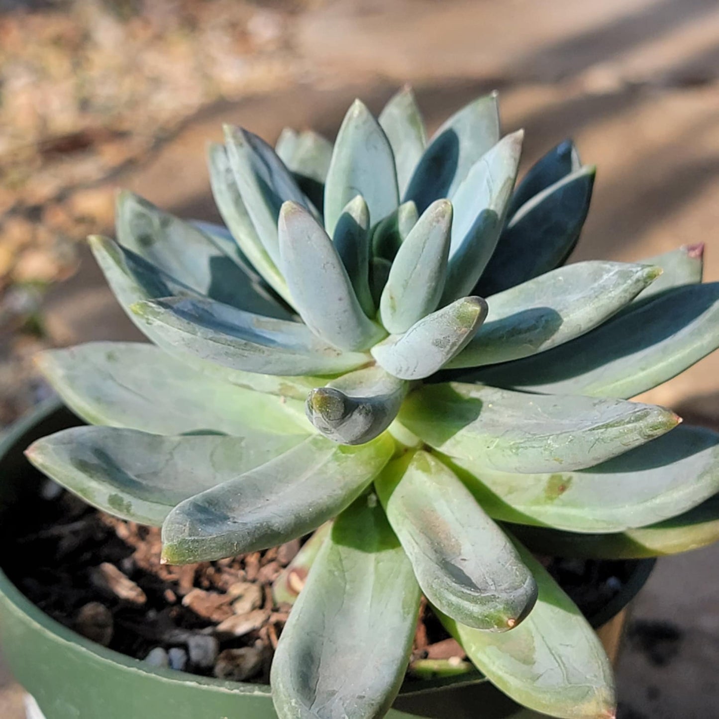 little jewel succulent Pachyveria Glauca 'Little Jewel' – DesertScapeSucculent