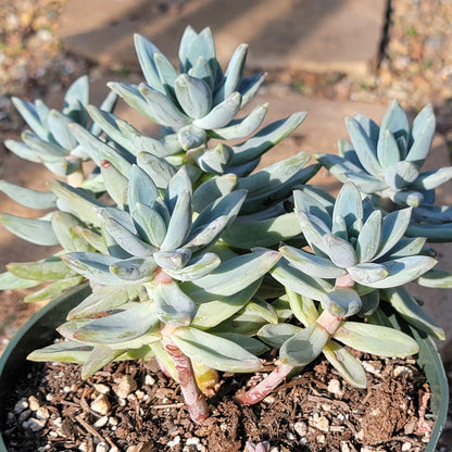 DesertScapeSucculent Succulent Pachyveria Glauca 'Little Jewel'