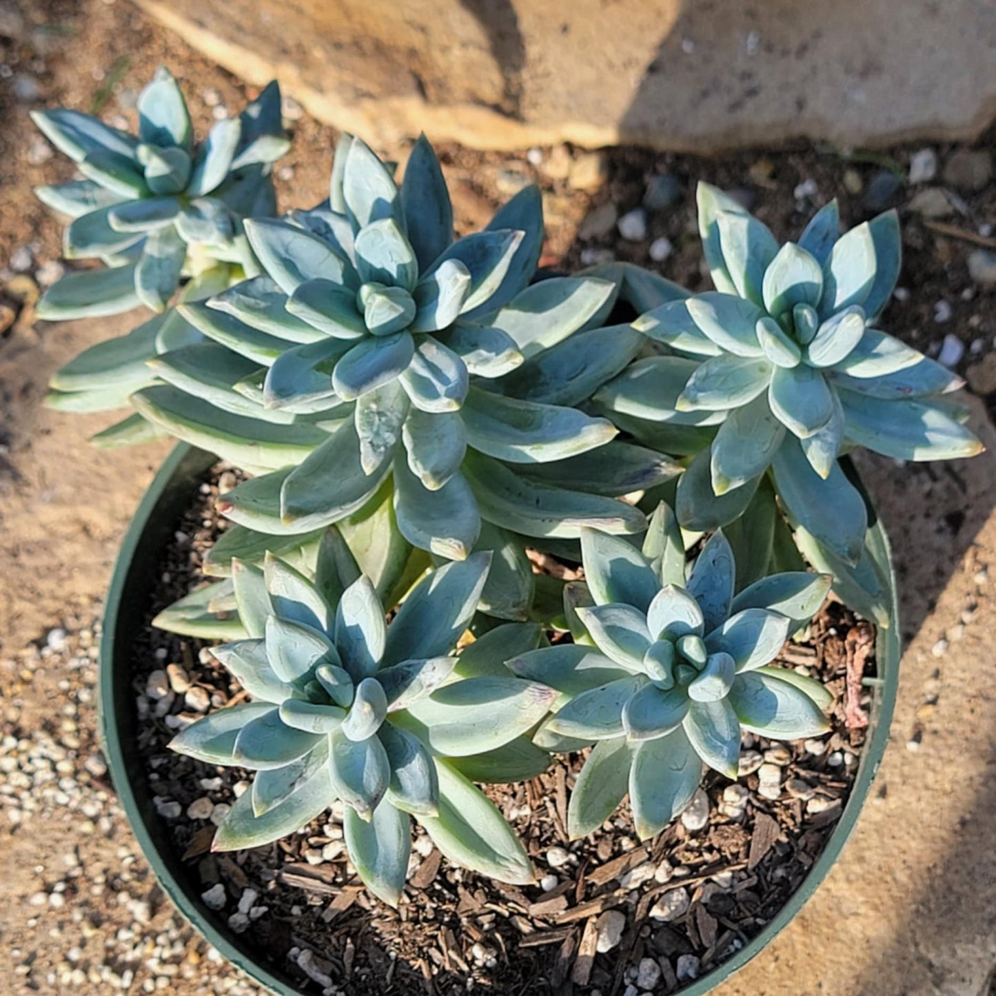 DesertScapeSucculent Succulent 6" Assorted Pachyveria Glauca 'Little Jewel'