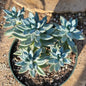 Pachyveria Glauca 'Little Jewel' - 6 Inch Assorted - Succulent - DesertScapeSucculent