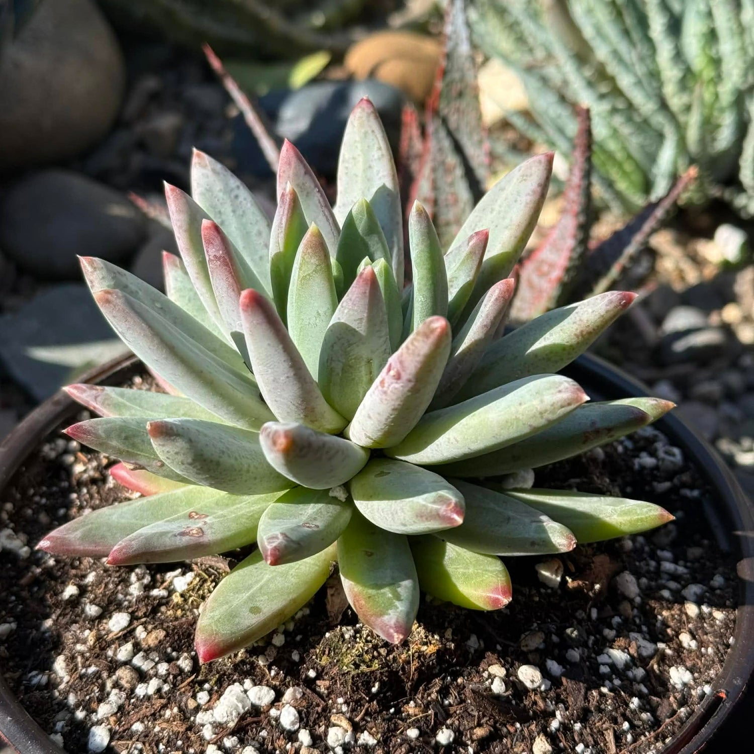 DesertScapeSucculent Succulent 6 Inch Assorted Pachyveria Glauca 'Little Jewel'