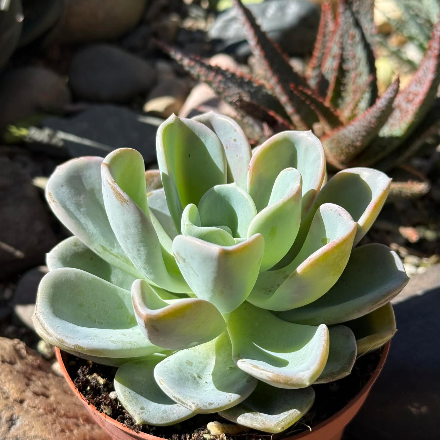 DesertScapeSucculent Succulent 4 Inch Pachyveria 'Orpet'