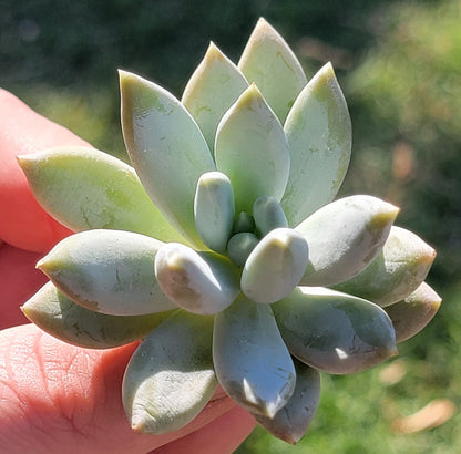 Pachyveria 'Poudre Puff'