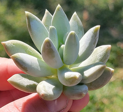 Pachyveria 'Powder Puff'