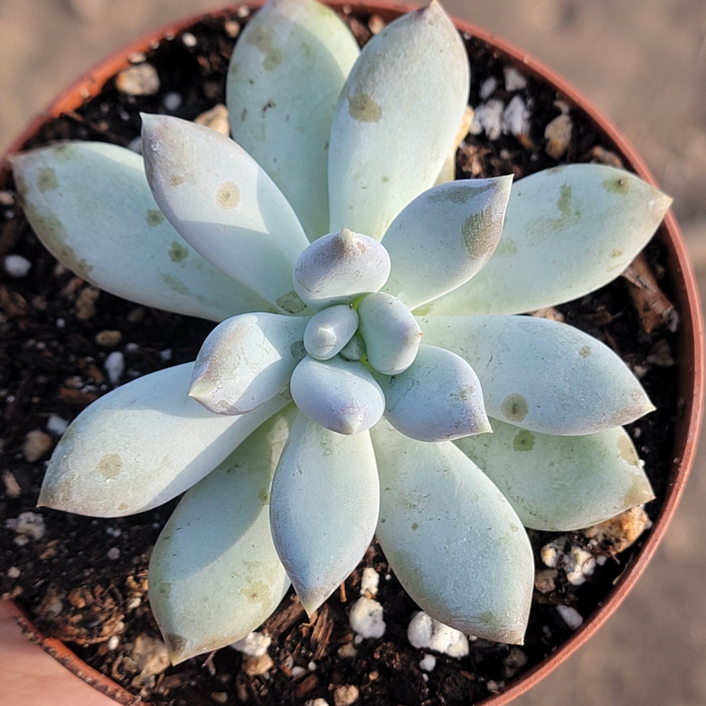 Pachyveria 'Poudre Puff'