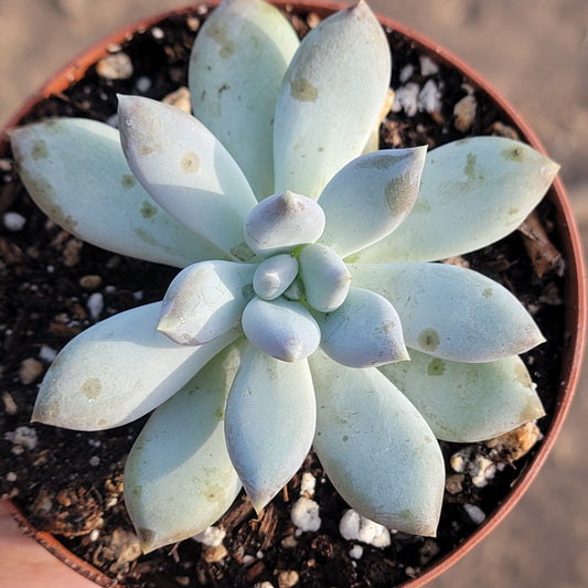 Pachyveria 'Powder Puff'