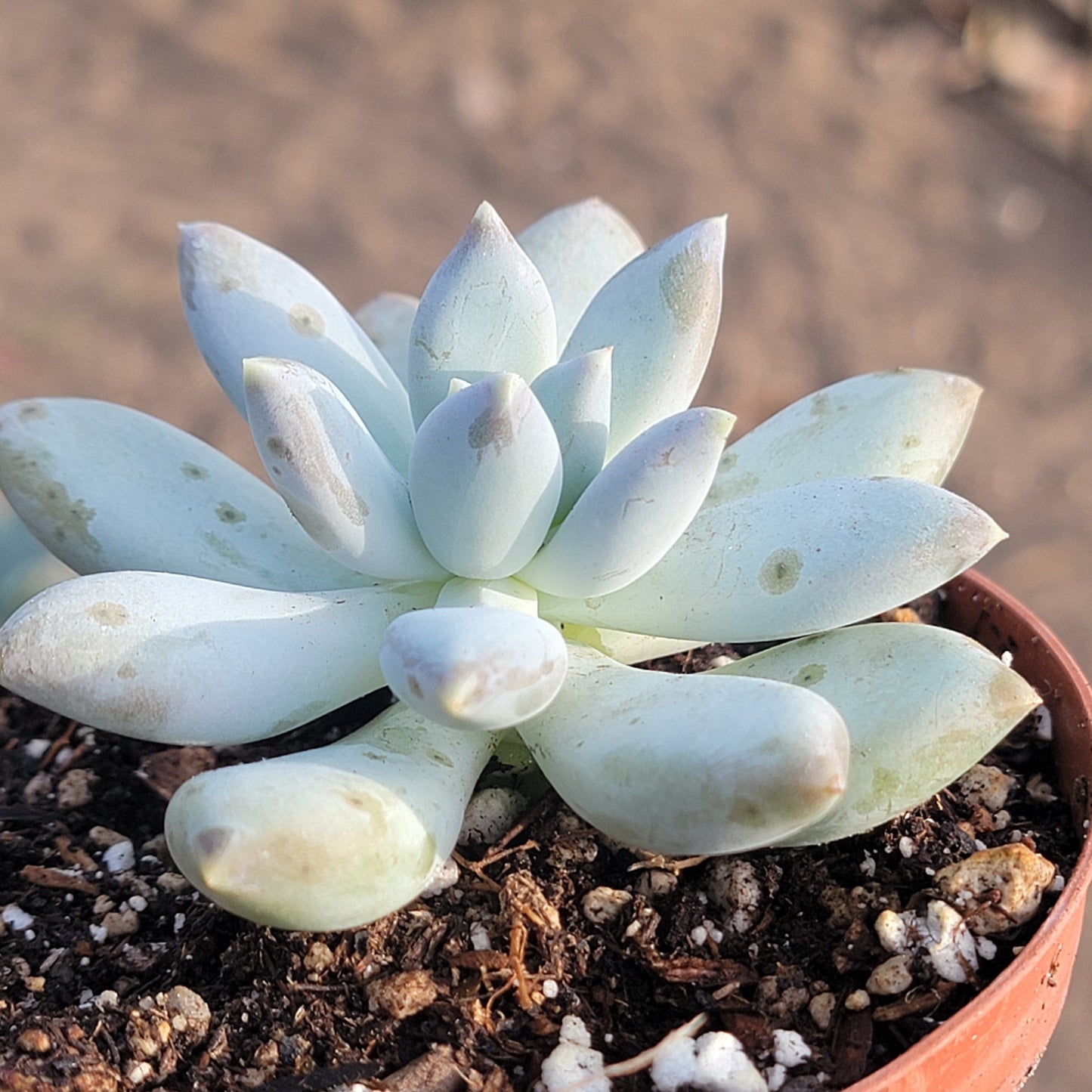 Pachyveria 'Powder Puff'