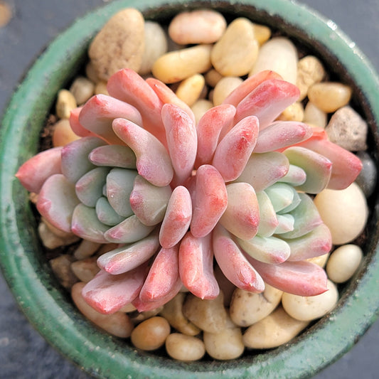 Pachyveria "Scheideckeri"